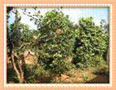 Poivrier vert (2)
