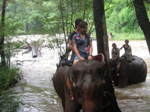 Elephant_Mondulkiri_15